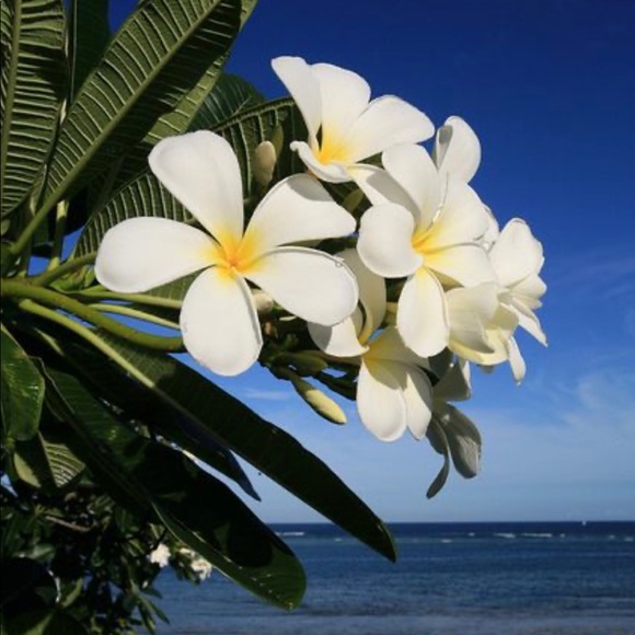 alohashop